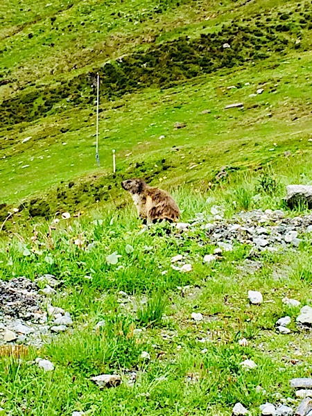 Marmotte.jpg