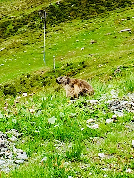 Marmotte2.jpg