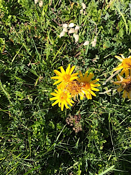 Arnica.jpg