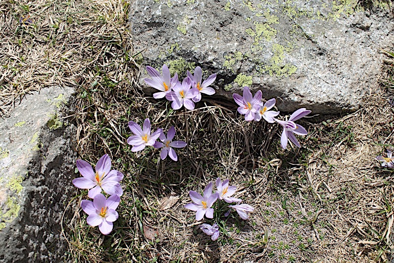 Crocus.jpg