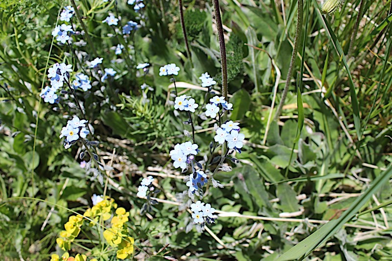 Myosotisse.jpg