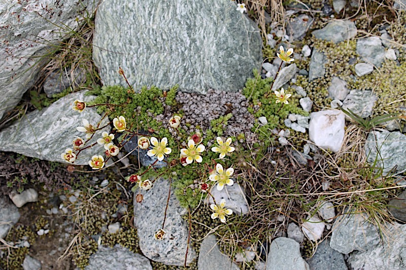 Saxifrageenetoile.jpg
