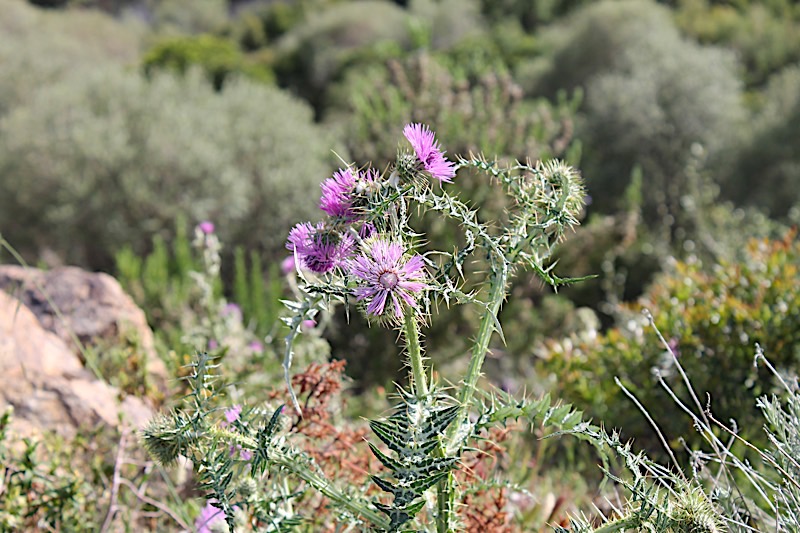 Chardon.jpg
